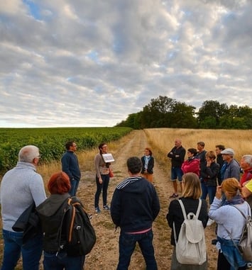 De la vigne au verre de vin