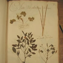 Visite guidée du fonds ancien