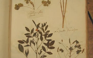 Visite guidée du fonds ancien