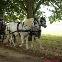 Rallye équestre