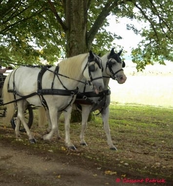 Rallye équestre